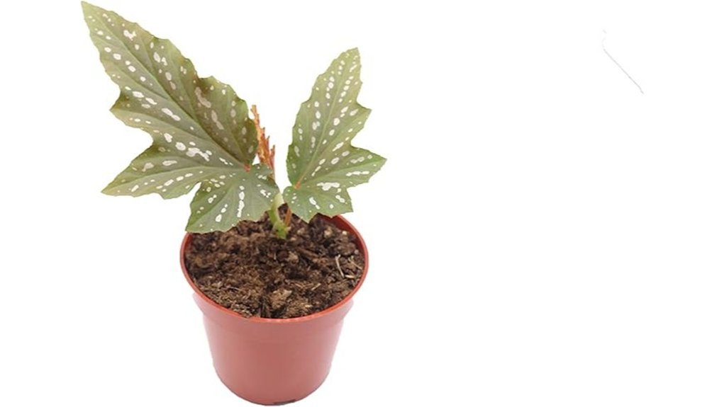 angel wing begonia plant