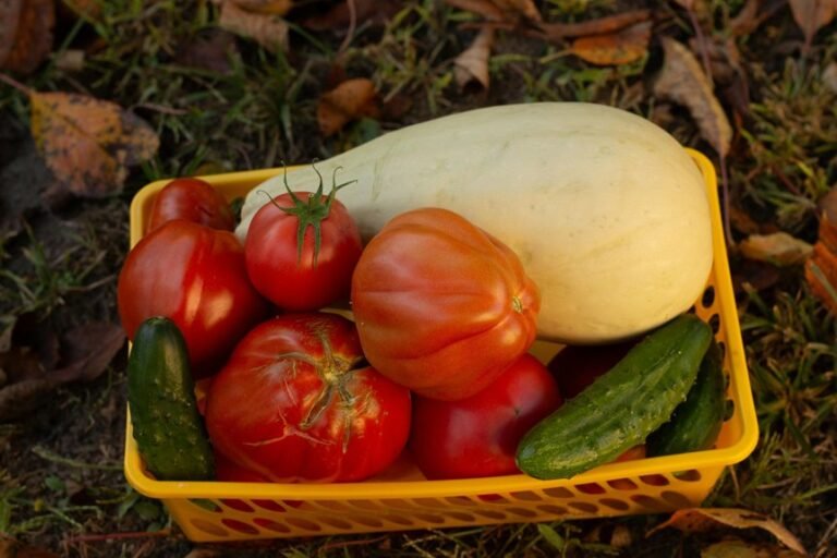effective fertilizer for squash