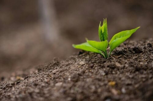 fertilizers for acid loving plants