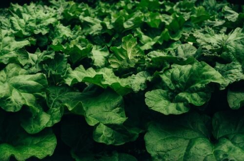 hostas thrive with proper nutrition