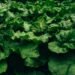 hostas thrive with proper nutrition