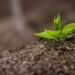 optimal fertilizer for rubber plants