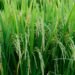 optimal growth enhancing solutions
