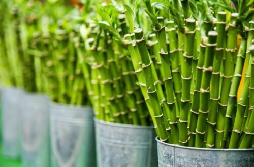 optimal pots for bamboo