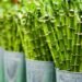 optimal pots for bamboo