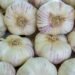 optimal soil for garlic