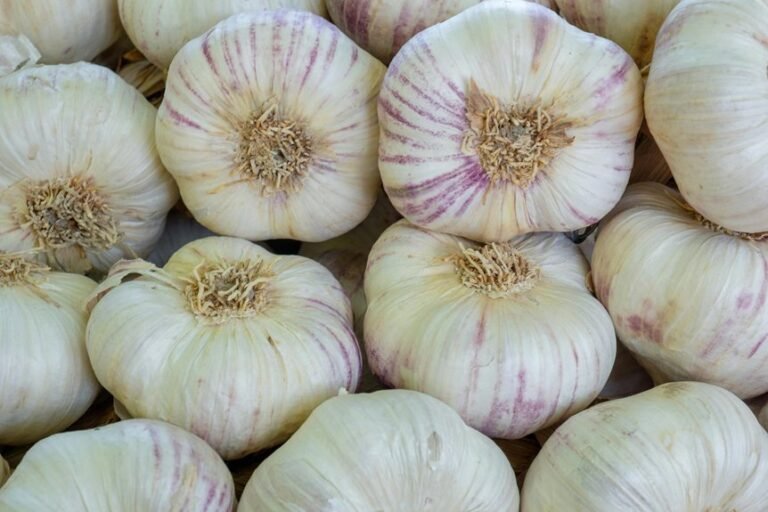 optimal soil for garlic