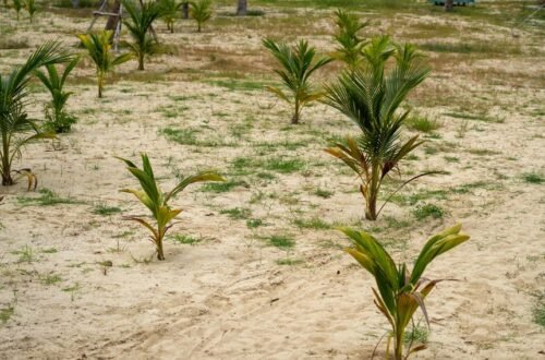 optimal soil for palms