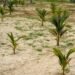 optimal soil for palms