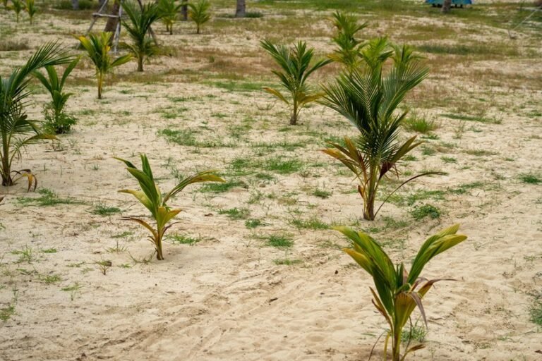 optimal soil for palms