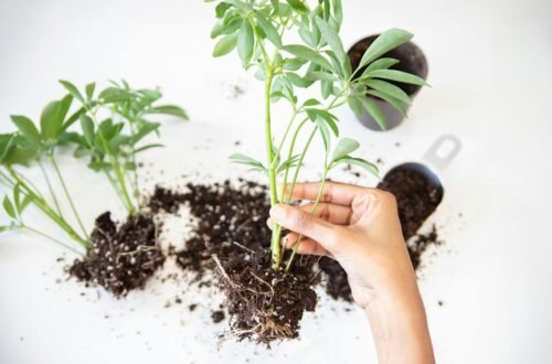 optimal soil for tropicals