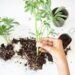 optimal soil for tropicals