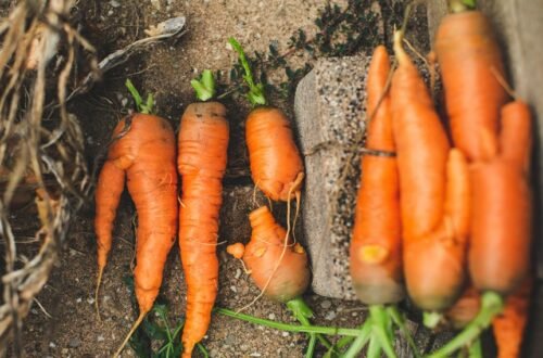 sweet straight carrot soil