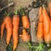 sweet straight carrot soil