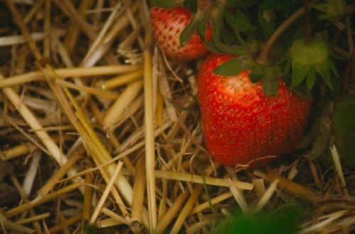 top mulch for strawberries