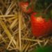 top mulch for strawberries