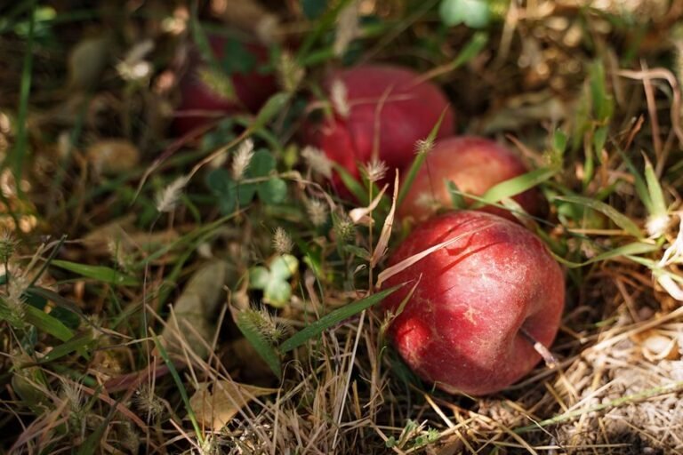 crisp juicy apple tree soil