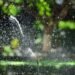 effortless outdoor plant care