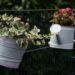 ideal indoor ivy pots
