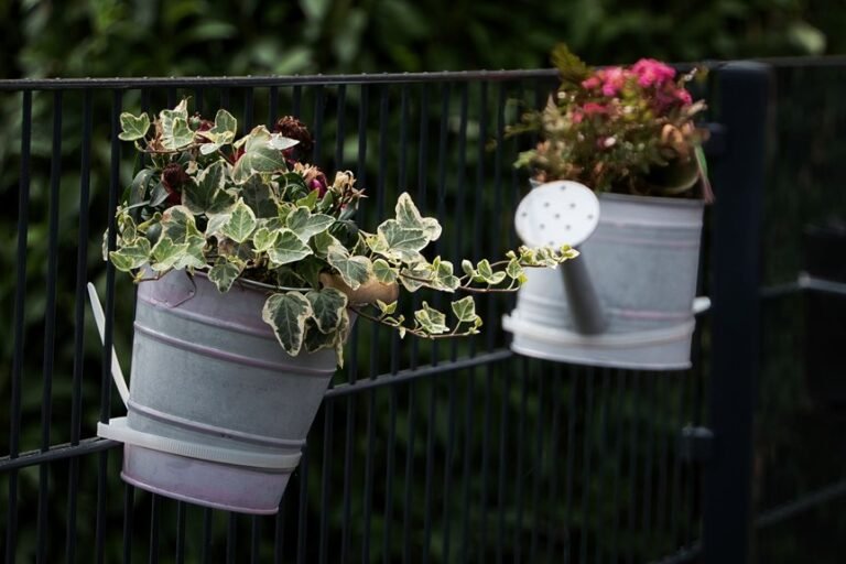 ideal indoor ivy pots