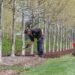 ideal soil for fruit trees