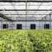 optimal nutrients for cannabis