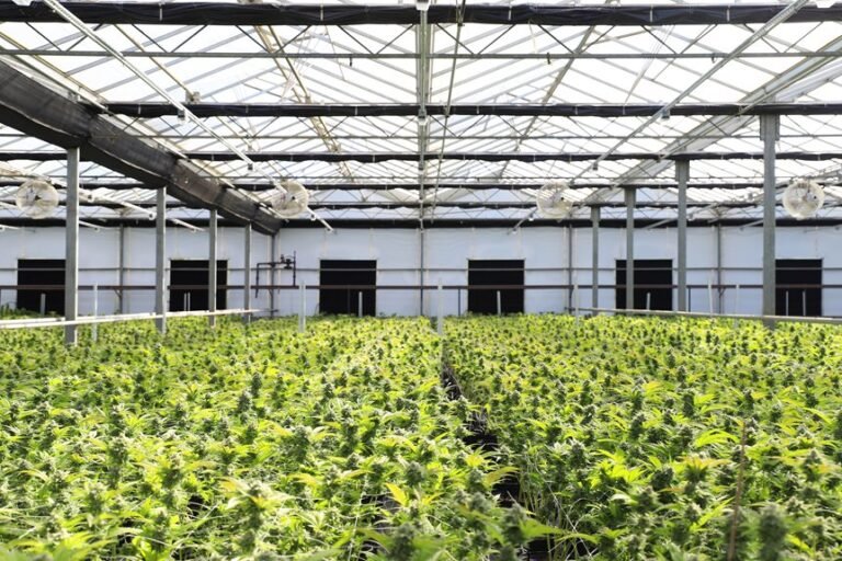 optimal nutrients for cannabis