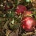 optimal soil for sweetness