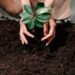 soil types for optimal growth