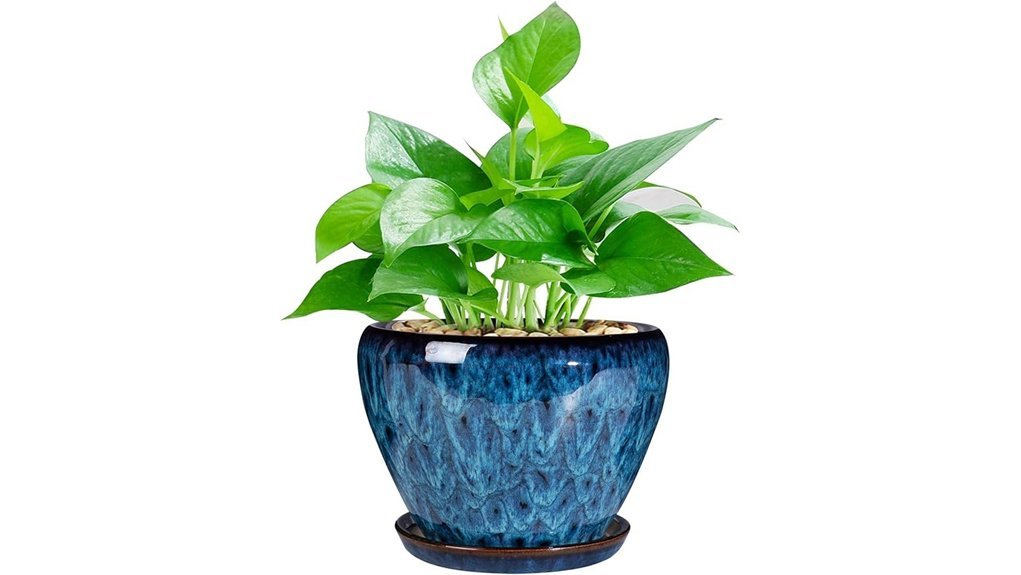 succulent planter with saucer