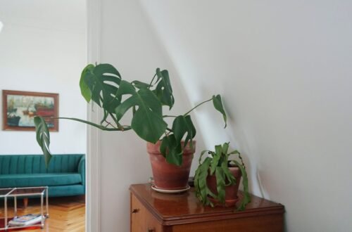 air purifying plants for freshness