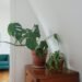 air purifying plants for freshness