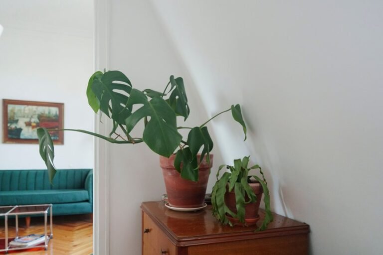 air purifying plants for freshness