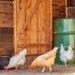 automatic chicken coop solutions