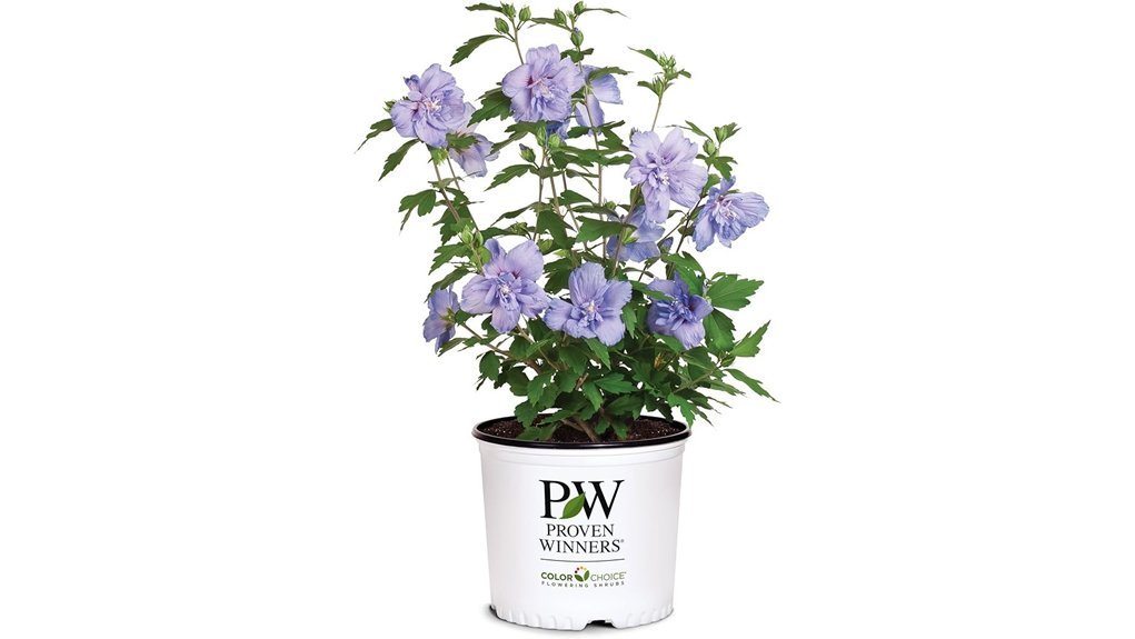 blue chiffon rose shrub
