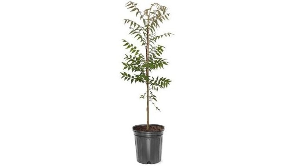 deciduous shade tree plant