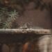 durable paint for birdbaths