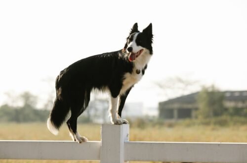 effective pet containment solutions