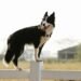 effective pet containment solutions