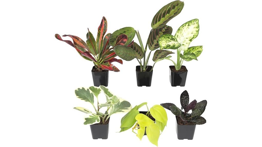 effortless indoor plant collection