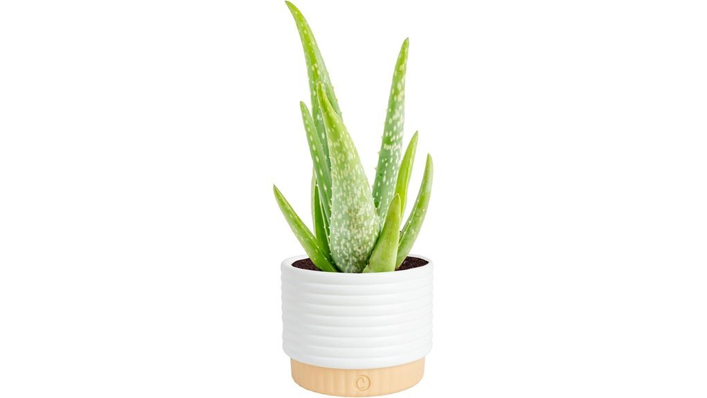 indoor aloe vera plant