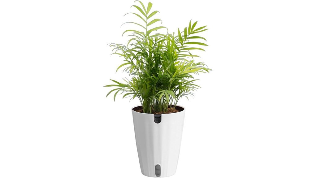 indoor parlor palm plant