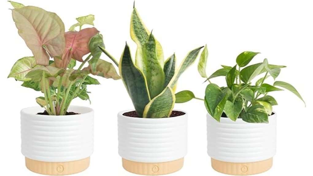 indoor plant trio set