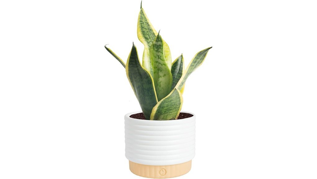 indoor snake plant care