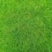 lawn dressings for vibrant grass