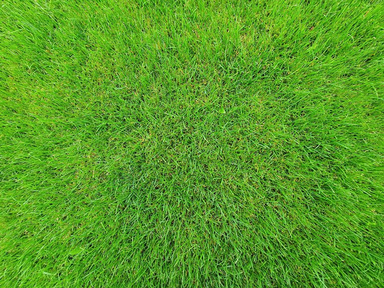 lawn dressings for vibrant grass