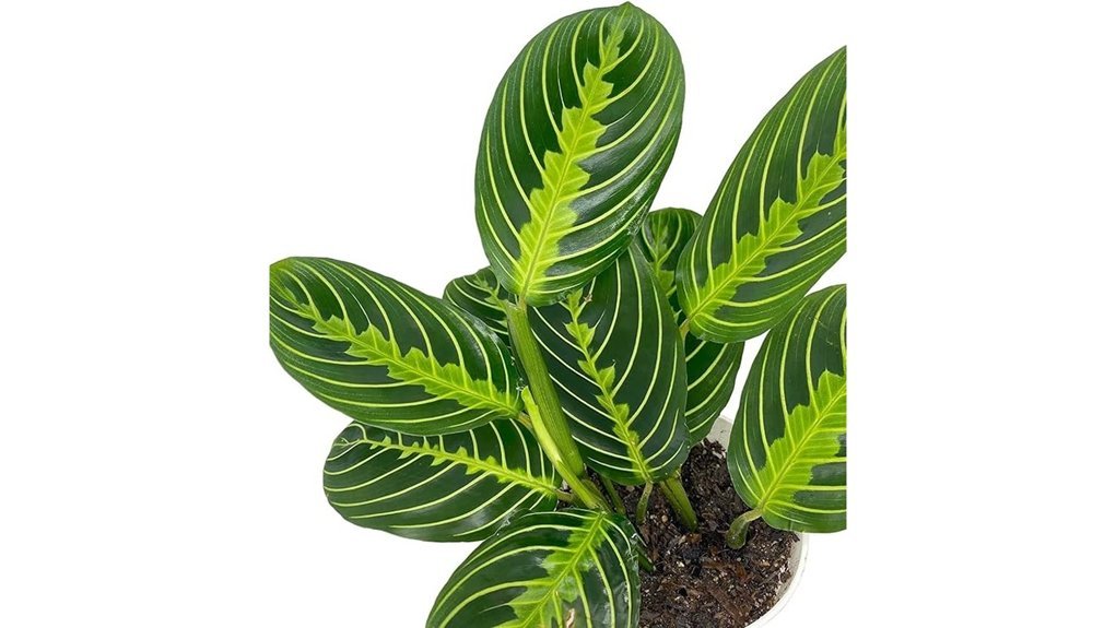 lemon lime prayer plant