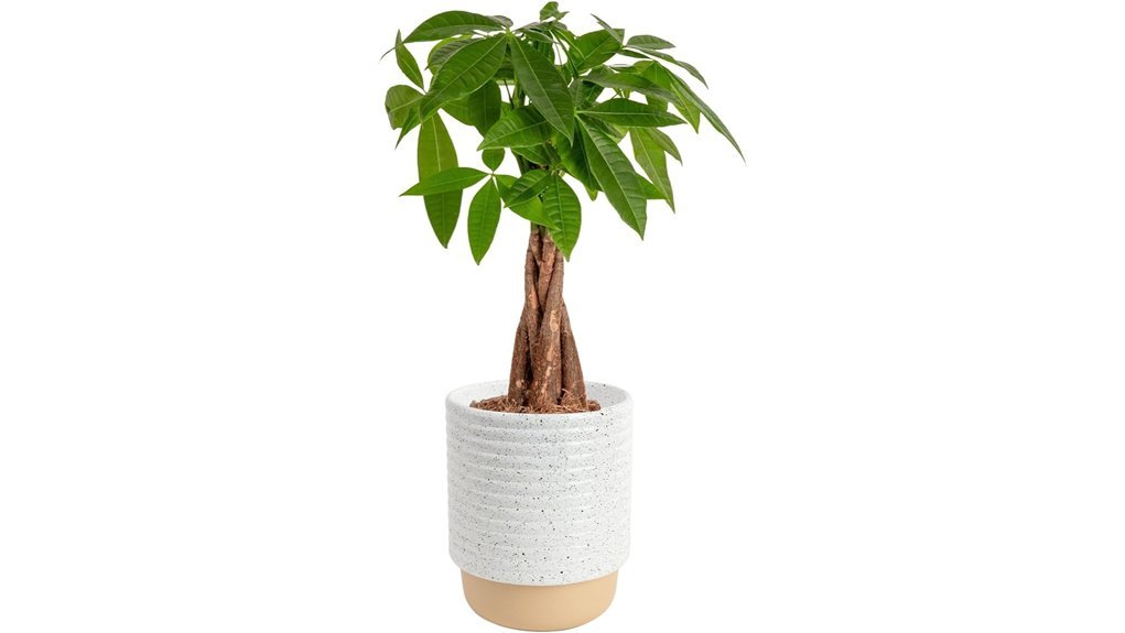 live indoor money tree