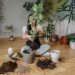 lush houseplant fertilizer guide