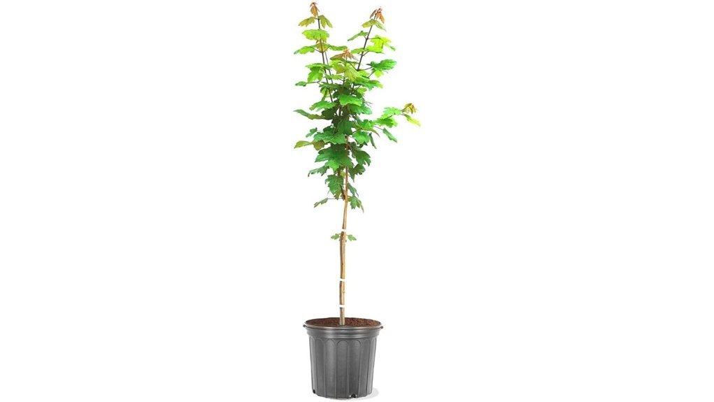 maple tree in pot